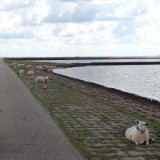 1406F 134 Nordseekuesten Radweg